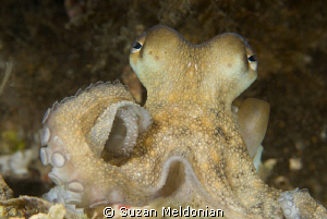 One of the cutest octopus I've had pleasure of meeting. by Suzan Meldonian 